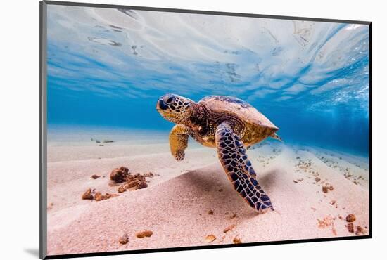 An Endangered Hawaiian Green Sea Turtle Cruises in the Warm Waters of the Pacific Ocean in Hawaii.-Shane Myers Photography-Mounted Photographic Print