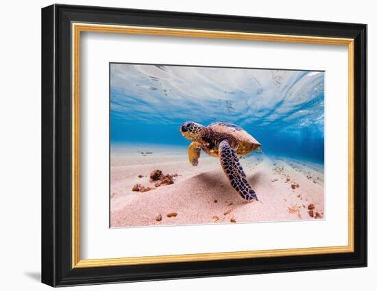 An Endangered Hawaiian Green Sea Turtle Cruises in the Warm Waters of the Pacific Ocean in Hawaii.-Shane Myers Photography-Framed Photographic Print