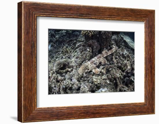 An Endemic Epaulette Shark Swims across the Seafloor of Raja Ampat-Stocktrek Images-Framed Photographic Print