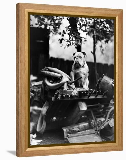 An English Bulldog Perches on a Junk Pile, Ca. 1930-null-Framed Premier Image Canvas