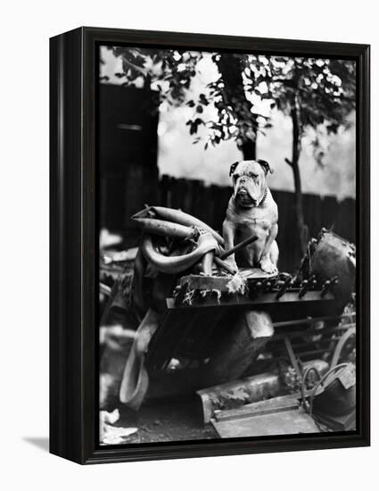 An English Bulldog Perches on a Junk Pile, Ca. 1930-null-Framed Premier Image Canvas