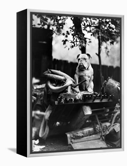 An English Bulldog Perches on a Junk Pile, Ca. 1930-null-Framed Premier Image Canvas