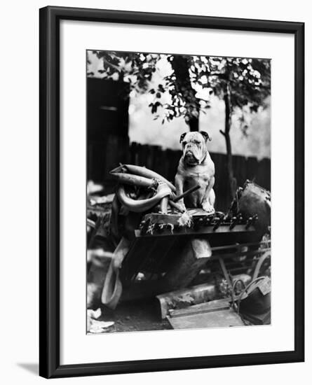 An English Bulldog Perches on a Junk Pile, Ca. 1930-null-Framed Photographic Print