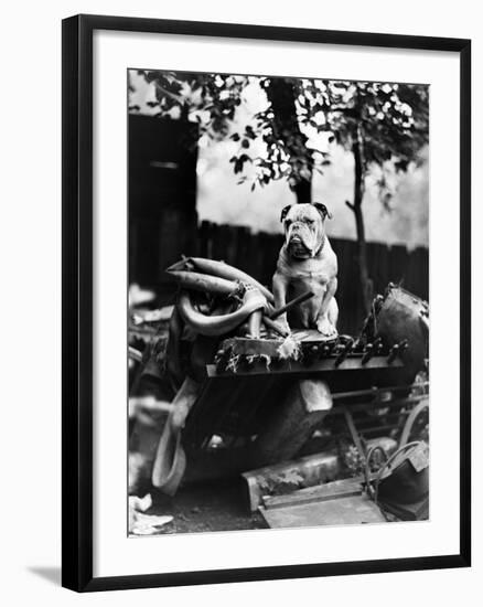 An English Bulldog Perches on a Junk Pile, Ca. 1930-null-Framed Photographic Print