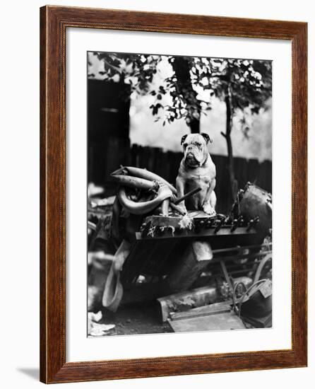 An English Bulldog Perches on a Junk Pile, Ca. 1930-null-Framed Photographic Print