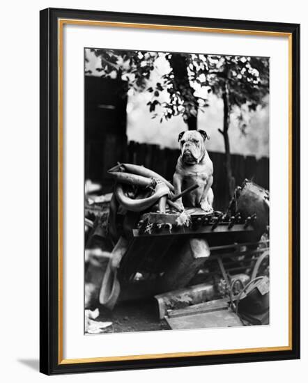 An English Bulldog Perches on a Junk Pile, Ca. 1930-null-Framed Photographic Print