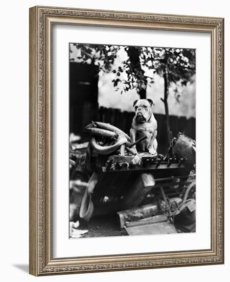 An English Bulldog Perches on a Junk Pile, Ca. 1930-null-Framed Photographic Print