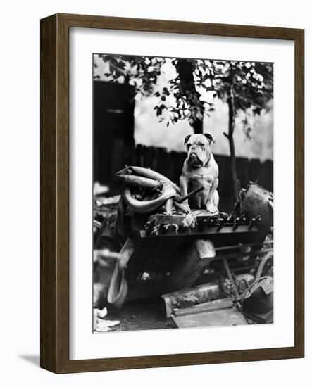 An English Bulldog Perches on a Junk Pile, Ca. 1930-null-Framed Photographic Print