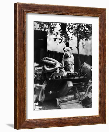 An English Bulldog Perches on a Junk Pile, Ca. 1930-null-Framed Photographic Print