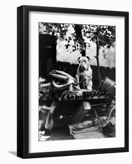 An English Bulldog Perches on a Junk Pile, Ca. 1930-null-Framed Photographic Print