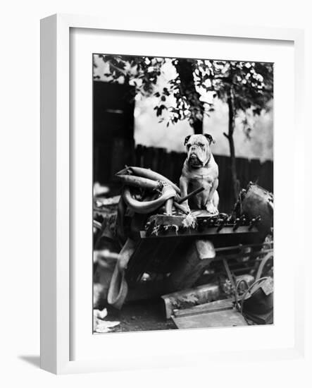 An English Bulldog Perches on a Junk Pile, Ca. 1930-null-Framed Photographic Print