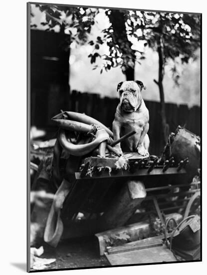 An English Bulldog Perches on a Junk Pile, Ca. 1930-null-Mounted Photographic Print