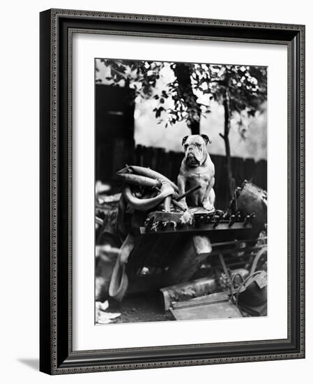 An English Bulldog Perches on a Junk Pile, Ca. 1930-null-Framed Photographic Print