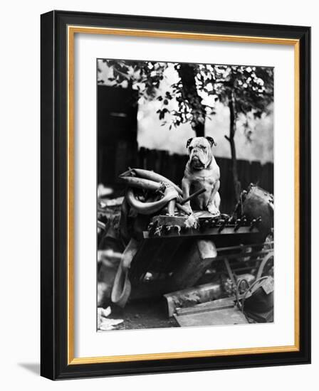 An English Bulldog Perches on a Junk Pile, Ca. 1930-null-Framed Photographic Print