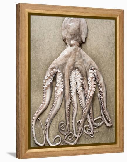 An Entire Octopus-Sarka Babicka-Framed Premier Image Canvas