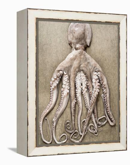 An Entire Octopus-Sarka Babicka-Framed Premier Image Canvas