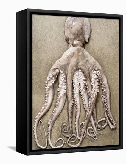 An Entire Octopus-Sarka Babicka-Framed Premier Image Canvas