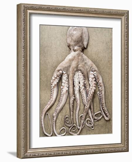 An Entire Octopus-Sarka Babicka-Framed Photographic Print