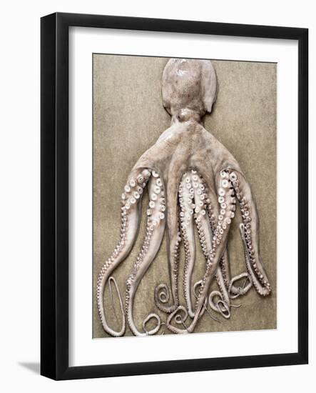 An Entire Octopus-Sarka Babicka-Framed Photographic Print