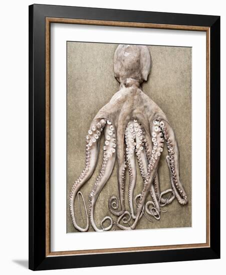 An Entire Octopus-Sarka Babicka-Framed Photographic Print