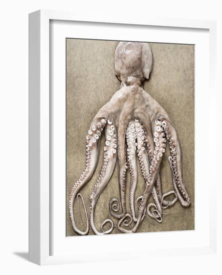 An Entire Octopus-Sarka Babicka-Framed Photographic Print