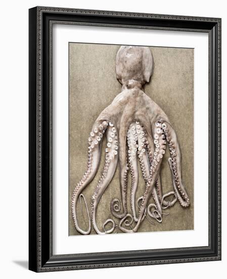 An Entire Octopus-Sarka Babicka-Framed Photographic Print