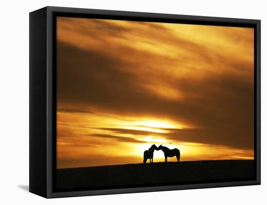An Equine Kiss-Adrian Campfield-Framed Premier Image Canvas