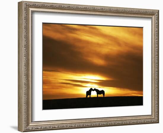 An Equine Kiss-Adrian Campfield-Framed Photographic Print