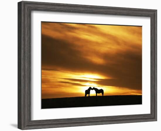 An Equine Kiss-Adrian Campfield-Framed Photographic Print