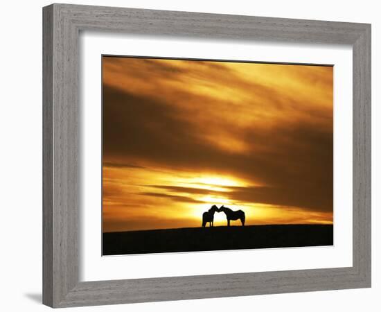 An Equine Kiss-Adrian Campfield-Framed Photographic Print