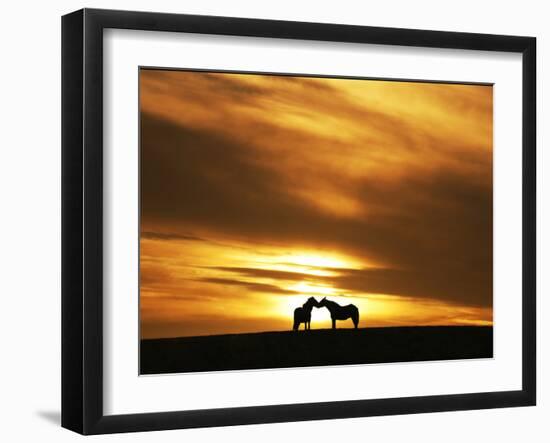 An Equine Kiss-Adrian Campfield-Framed Photographic Print