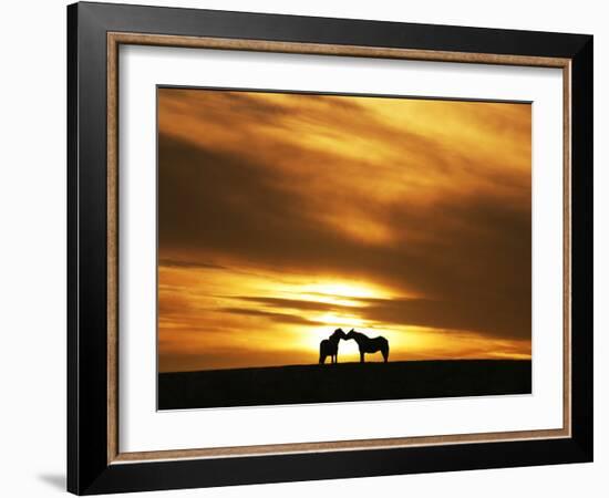 An Equine Kiss-Adrian Campfield-Framed Photographic Print