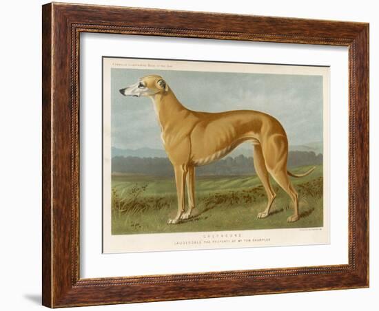 An Example of a Fallow Colour Greyhound Standing-null-Framed Art Print