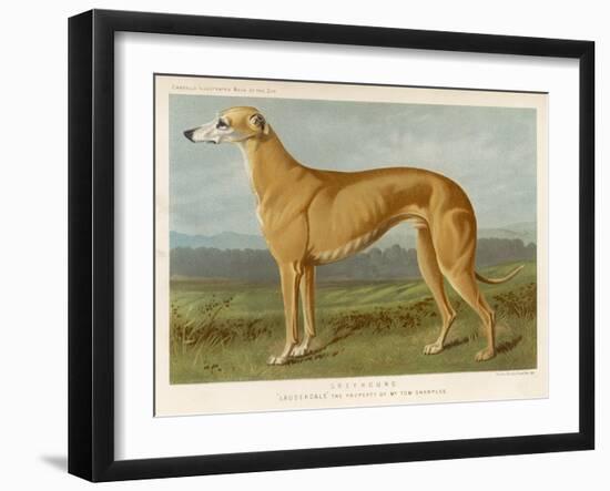 An Example of a Fallow Colour Greyhound Standing-null-Framed Art Print