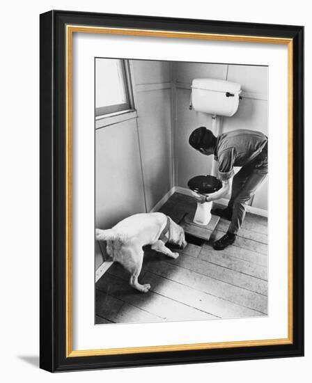 An Excited Army Sniffer Dog Sniffs under the Floorboards Near the Toilet-null-Framed Photographic Print