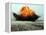 An Explosion Erupts from the Detonation of a Weapons Cache-Stocktrek Images-Framed Premier Image Canvas