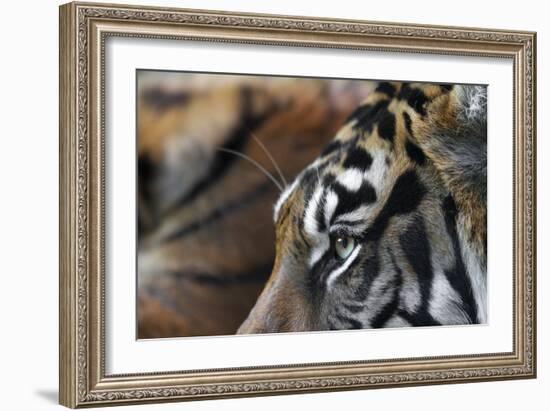 An Extreme Closeup Of A Tiger's Eye And The Pattern On Its Face-Karine Aigner-Framed Photographic Print