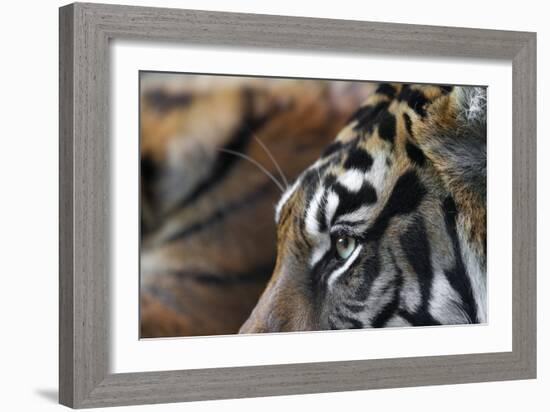 An Extreme Closeup Of A Tiger's Eye And The Pattern On Its Face-Karine Aigner-Framed Photographic Print