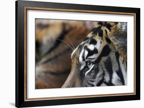 An Extreme Closeup Of A Tiger's Eye And The Pattern On Its Face-Karine Aigner-Framed Photographic Print