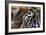 An Extreme Closeup Of A Tiger's Eye And The Pattern On Its Face-Karine Aigner-Framed Photographic Print