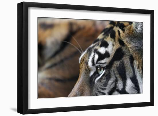 An Extreme Closeup Of A Tiger's Eye And The Pattern On Its Face-Karine Aigner-Framed Photographic Print