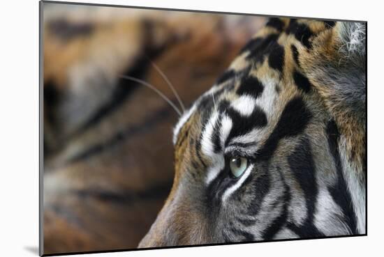 An Extreme Closeup Of A Tiger's Eye And The Pattern On Its Face-Karine Aigner-Mounted Photographic Print