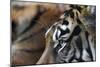 An Extreme Closeup Of A Tiger's Eye And The Pattern On Its Face-Karine Aigner-Mounted Photographic Print