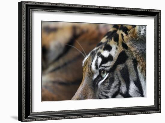 An Extreme Closeup Of A Tiger's Eye And The Pattern On Its Face-Karine Aigner-Framed Photographic Print