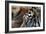 An Extreme Closeup Of A Tiger's Eye And The Pattern On Its Face-Karine Aigner-Framed Photographic Print