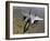 An F-15E Strike Eagle Aircraft in Flight Over Afghanistan-Stocktrek Images-Framed Photographic Print