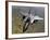 An F-15E Strike Eagle Aircraft in Flight Over Afghanistan-Stocktrek Images-Framed Photographic Print