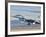 An F-16A Fighting Falcon of the Famous US Navy Topgun Naval Fighter Weapons School-Stocktrek Images-Framed Photographic Print