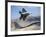 An F-22 Raptor Aircraft Turns Away While An F-15 Eagle Flies the Approach Over Nevada-Stocktrek Images-Framed Photographic Print