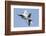 An F-22A Raptor of the U.S. Air Force Turns at High Speed-Stocktrek Images-Framed Photographic Print